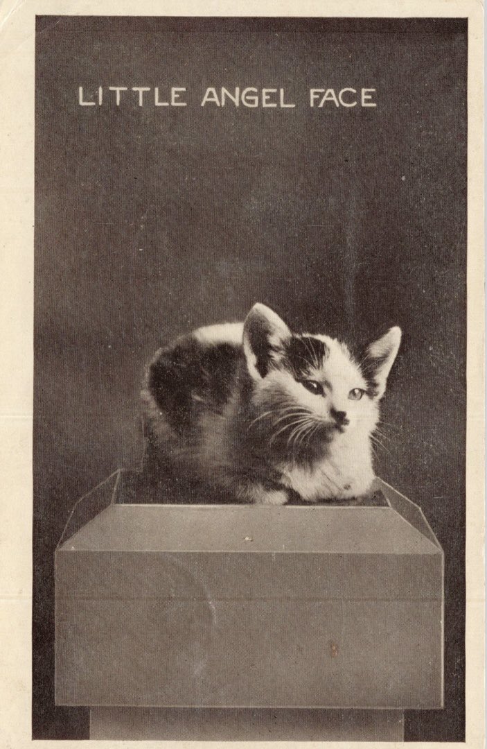 MagicalGirlFia's tweet photo. I’m obsessed with old cat pictures because the language used to describe cats hasn’t ever changed https://t.co/u7nZtrNZfE
