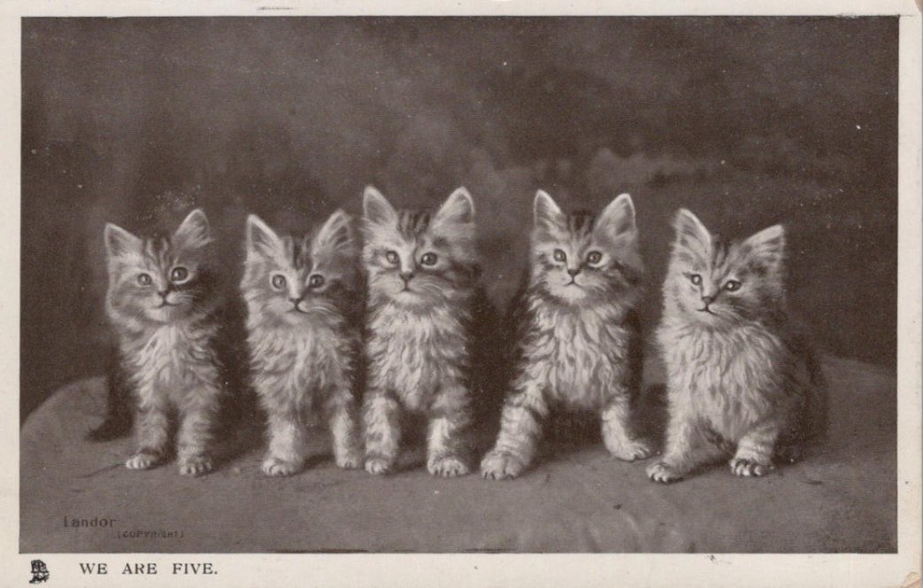 MagicalGirlFia's tweet photo. I’m obsessed with old cat pictures because the language used to describe cats hasn’t ever changed https://t.co/u7nZtrNZfE