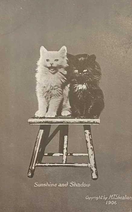 MagicalGirlFia's tweet photo. I’m obsessed with old cat pictures because the language used to describe cats hasn’t ever changed https://t.co/u7nZtrNZfE