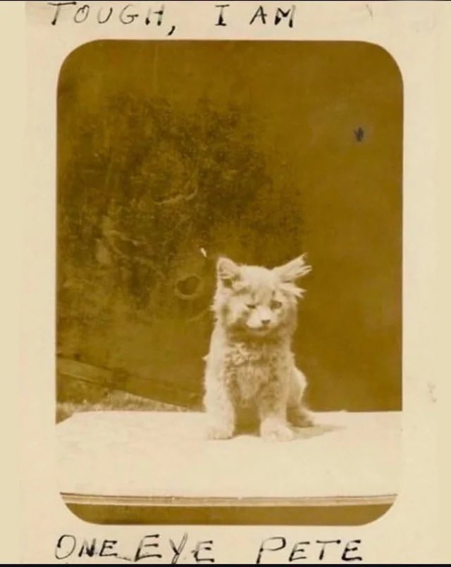 MagicalGirlFia's tweet photo. I’m obsessed with old cat pictures because the language used to describe cats hasn’t ever changed https://t.co/u7nZtrNZfE