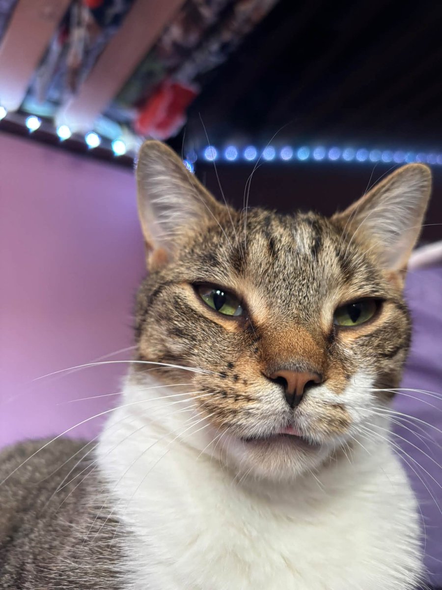 GuelphLostPets's tweet photo. MISSING. Socks, a brown tabby &amp; white short-hair neutered male cat, was last seen near Paisley Rd &amp; Stephanie Dr in #Guelph's west end on Sept 29. If you have any info about him contact Cameron via https://t.co/lcpZMKlWcd or let us know. https://t.co/0kmoINoKjV
