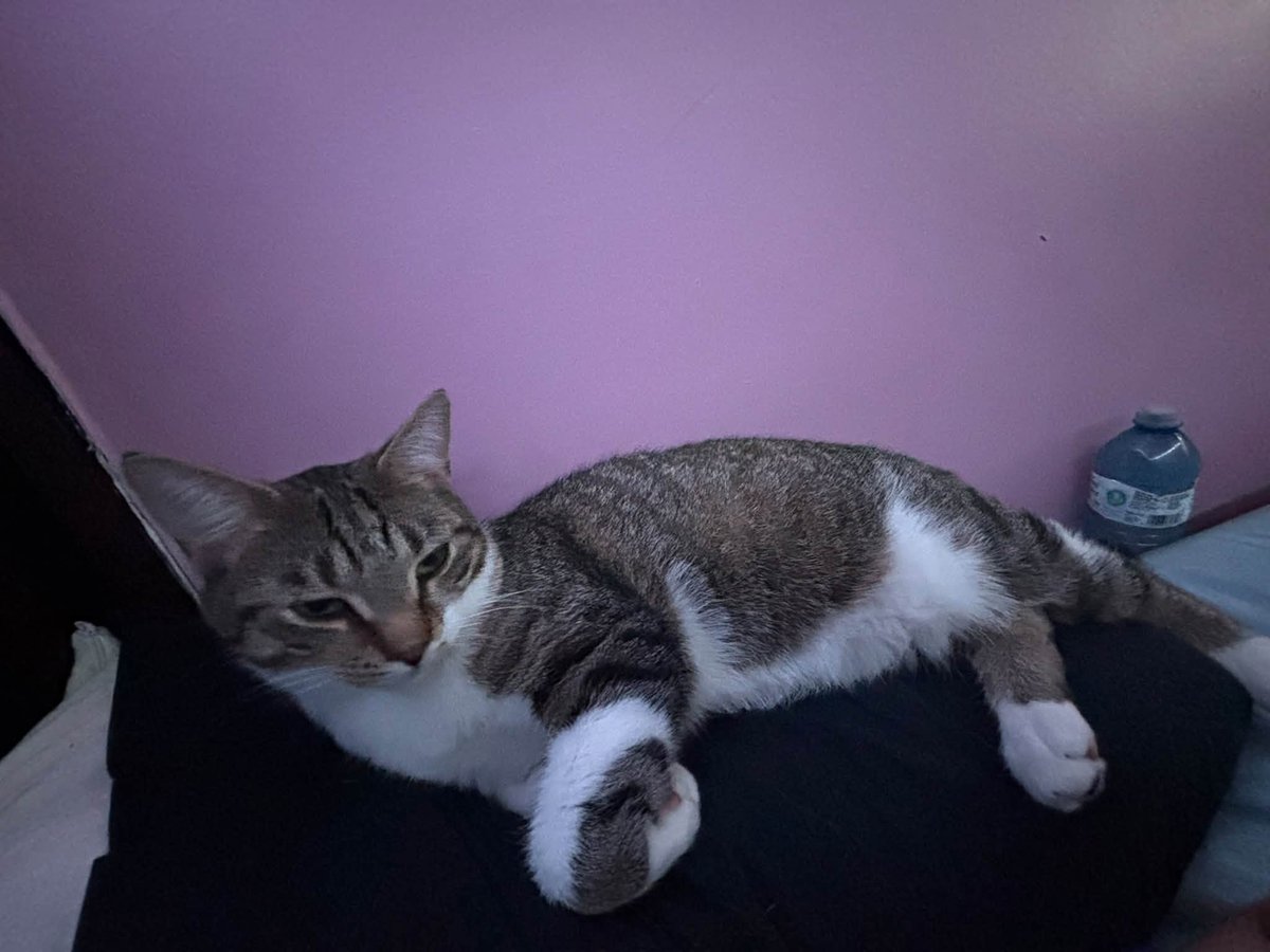 GuelphLostPets's tweet photo. MISSING. Socks, a brown tabby &amp; white short-hair neutered male cat, was last seen near Paisley Rd &amp; Stephanie Dr in #Guelph's west end on Sept 29. If you have any info about him contact Cameron via https://t.co/lcpZMKlWcd or let us know. https://t.co/0kmoINoKjV