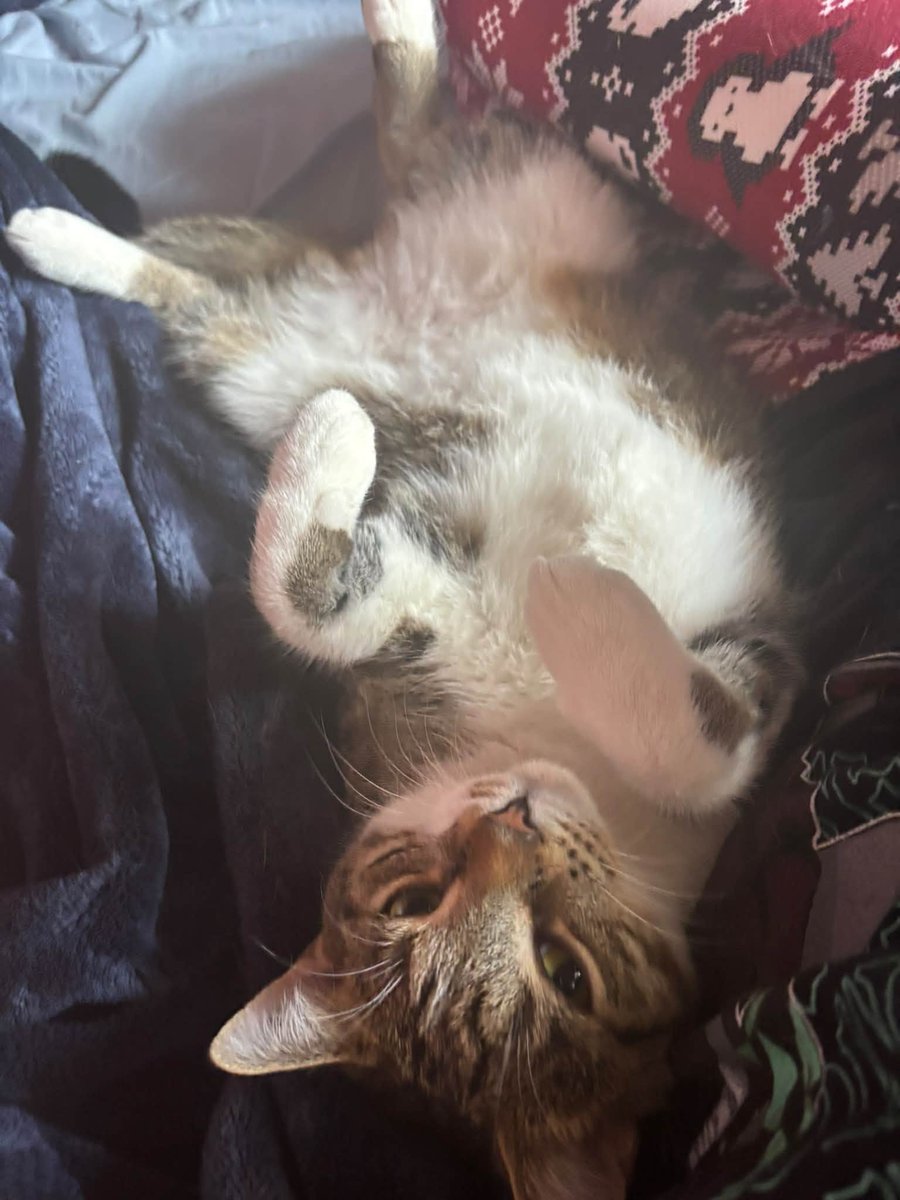 GuelphLostPets's tweet photo. MISSING. Socks, a brown tabby &amp; white short-hair neutered male cat, was last seen near Paisley Rd &amp; Stephanie Dr in #Guelph's west end on Sept 29. If you have any info about him contact Cameron via https://t.co/lcpZMKlWcd or let us know. https://t.co/0kmoINoKjV