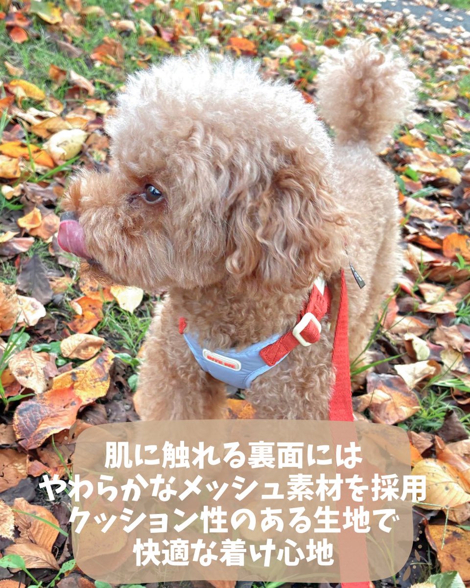 investors_BEI's tweet photo. BITE MEのコンフォートハーネスV2
コンフォートハンズフリーリードV2
毎日のお散歩がもっと快適に
首元を圧迫しにくい設計で
バックルを留めるだけで約3秒で装着
軽やかで動きやすく、デイリーの
お散歩にぴったりのハーネス🐶🤎
#BITEME #バイトミー #犬用ハーネス
#お散歩グッズ
PR https://t.co/yQgUBgFPm3