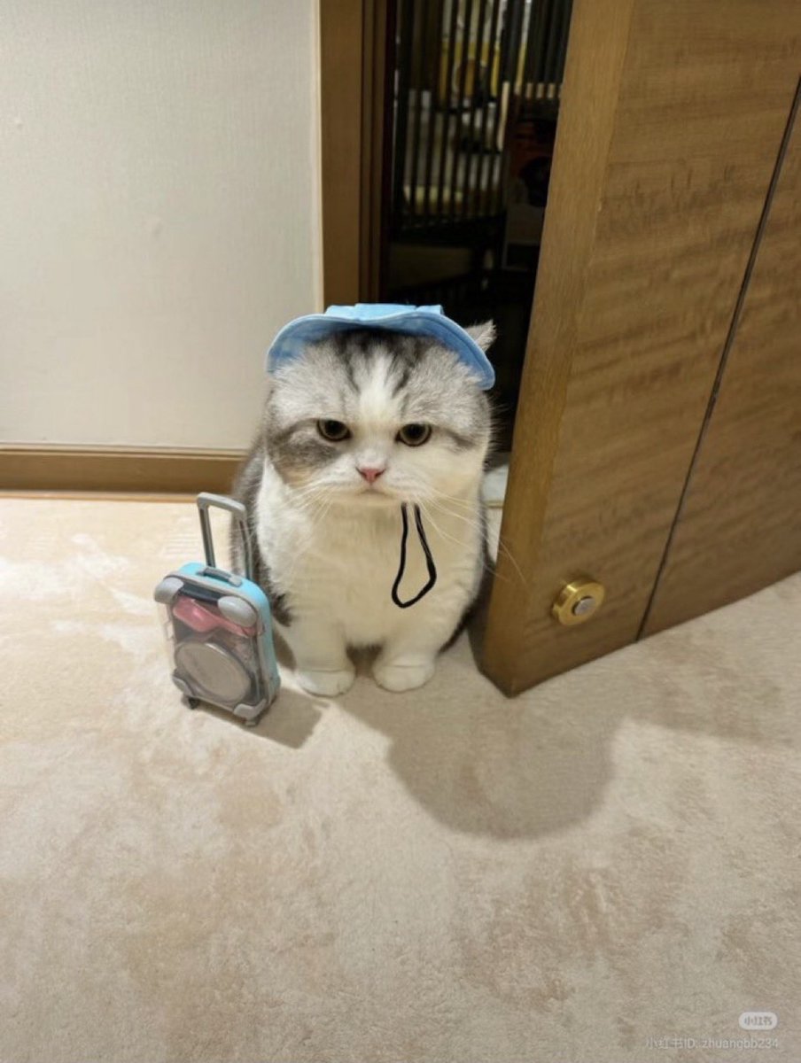 animal_kyawa_'s tweet photo. 実家に帰らせていただきます https://t.co/VeJgRrqhZk