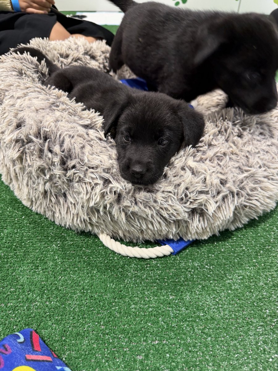 GamerEMDoc's tweet photo. Spent a few minutes this AM in the puppy pen at ACEP. https://t.co/LN0K5Ze9gu