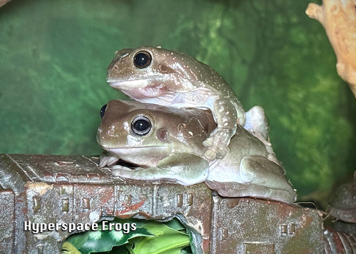 HyperspaceFrogs's tweet photo. Hollus loves his Uncle Rodney! Rodney barely tolerates Hollus. https://t.co/GuYlDenDSP