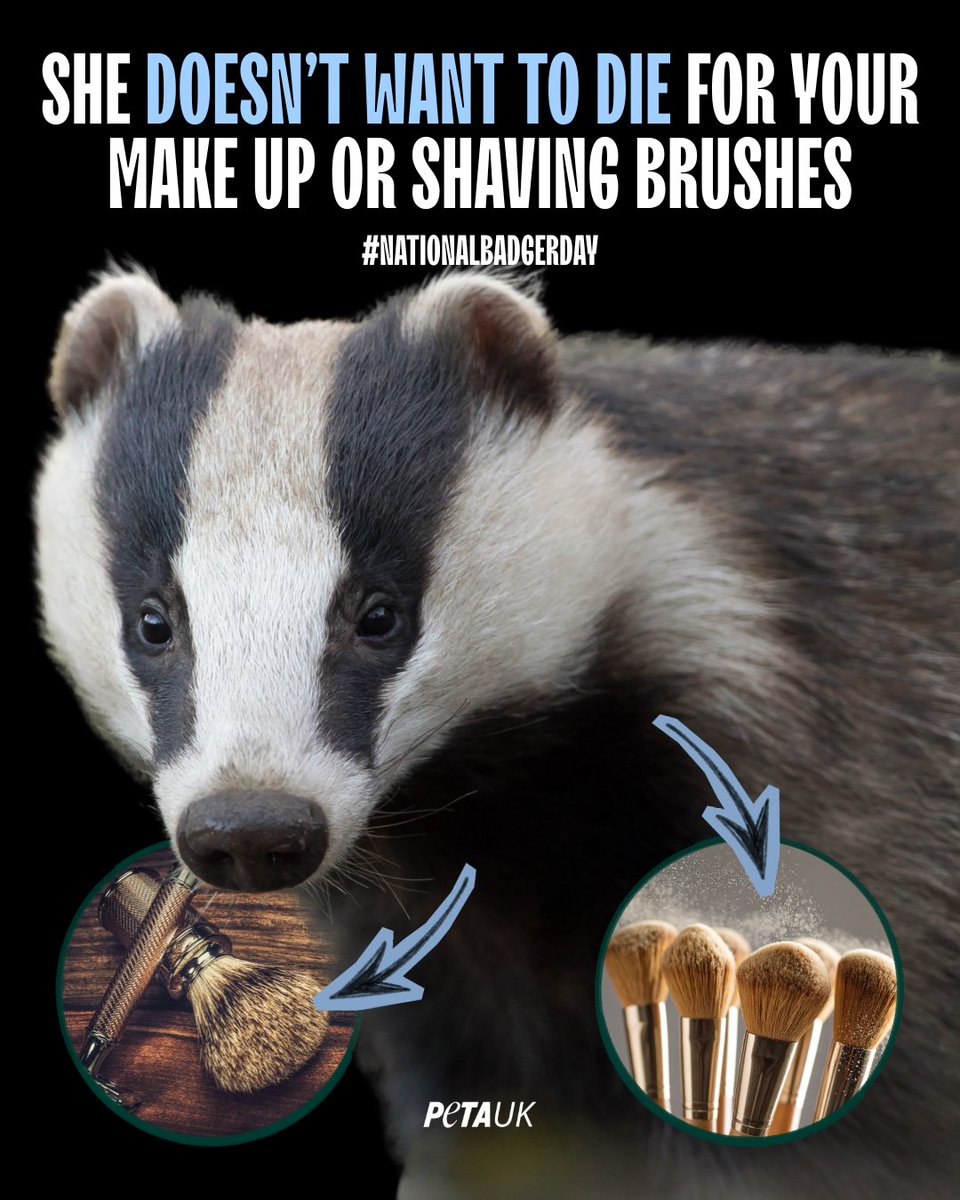 PETAUK's tweet photo. If you buy badger-hair shaving or make-up brushes, you're paying for a badger to be beaten, stabbed, &amp; killed so their hair can be stolen. 

Help end the needless suffering of badgers by buying only brushes made with cruelty-free synthetic bristles.

#nationalbadgerday https://t.co/yxwiuVPS4G