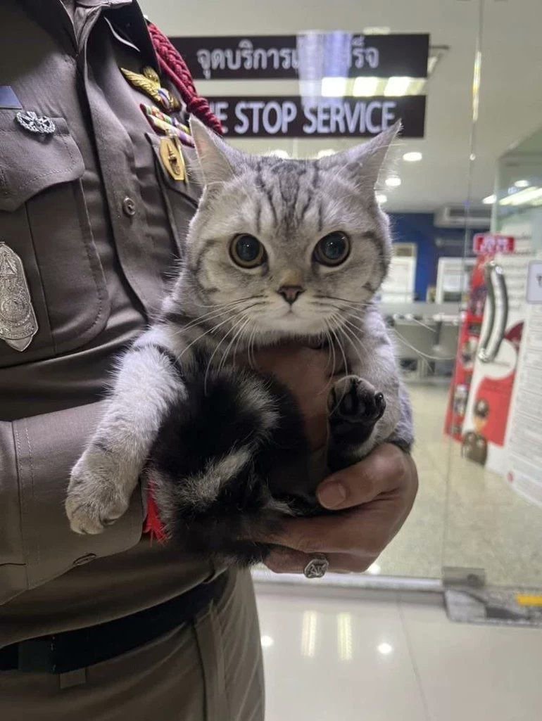 EnsedeCiencia's tweet photo. Una gata perdida fue llevada a una comisaría en Tailandia y terminó protagonizando una peculiar “ficha policial” tras morder y arañar a varios agentes. 😹🐾 Hasta le tomaron sus huellas antes de devolverla con su dueño. https://t.co/FWKfeFWElv