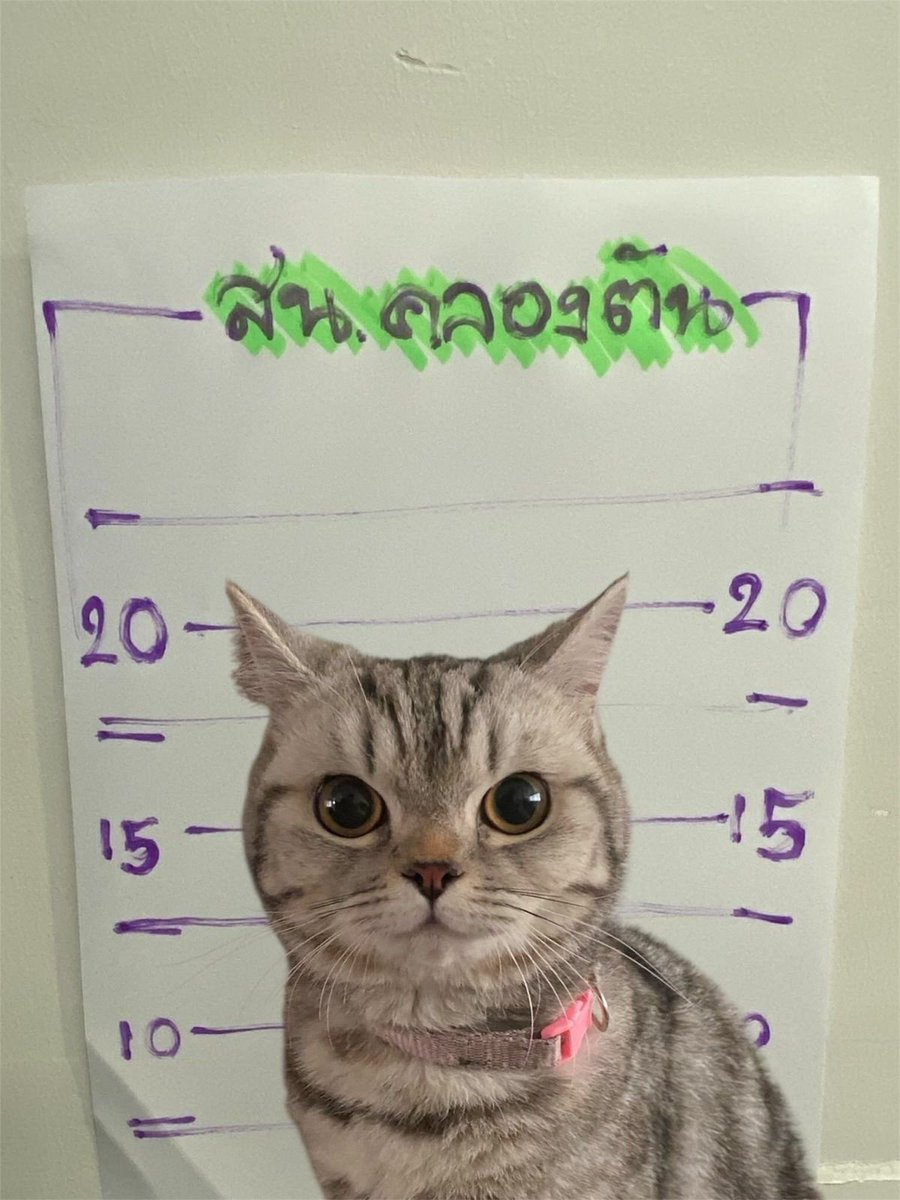 EnsedeCiencia's tweet photo. Una gata perdida fue llevada a una comisaría en Tailandia y terminó protagonizando una peculiar “ficha policial” tras morder y arañar a varios agentes. 😹🐾 Hasta le tomaron sus huellas antes de devolverla con su dueño. https://t.co/FWKfeFWElv