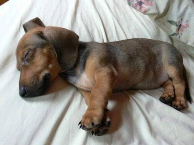 A small brown and black puppy sleeps soundly on a floral-patterned blanket, awaiting a name inspired by the last thing its owner ate, as suggested by the accompanying post.