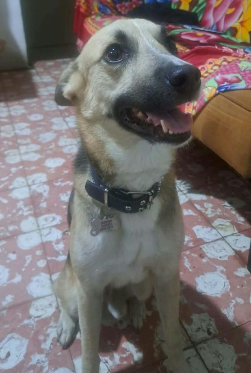 lyssitta's tweet photo. SERVICIO SOCIAL✅️
#SEBUSCA 📣 
#EXTRAVIADO ‼️

El es mi perrito se llama Zeta, se me perdio en la Colonia Trinidad en Ilopango el domingo 4 de octubre por la noche, tiene su plaquita de identificación con mi número de WhatsApp 6045-6844
Tambien pueden llamarme al 64425495 https://t.co/3cCrziW3dU
