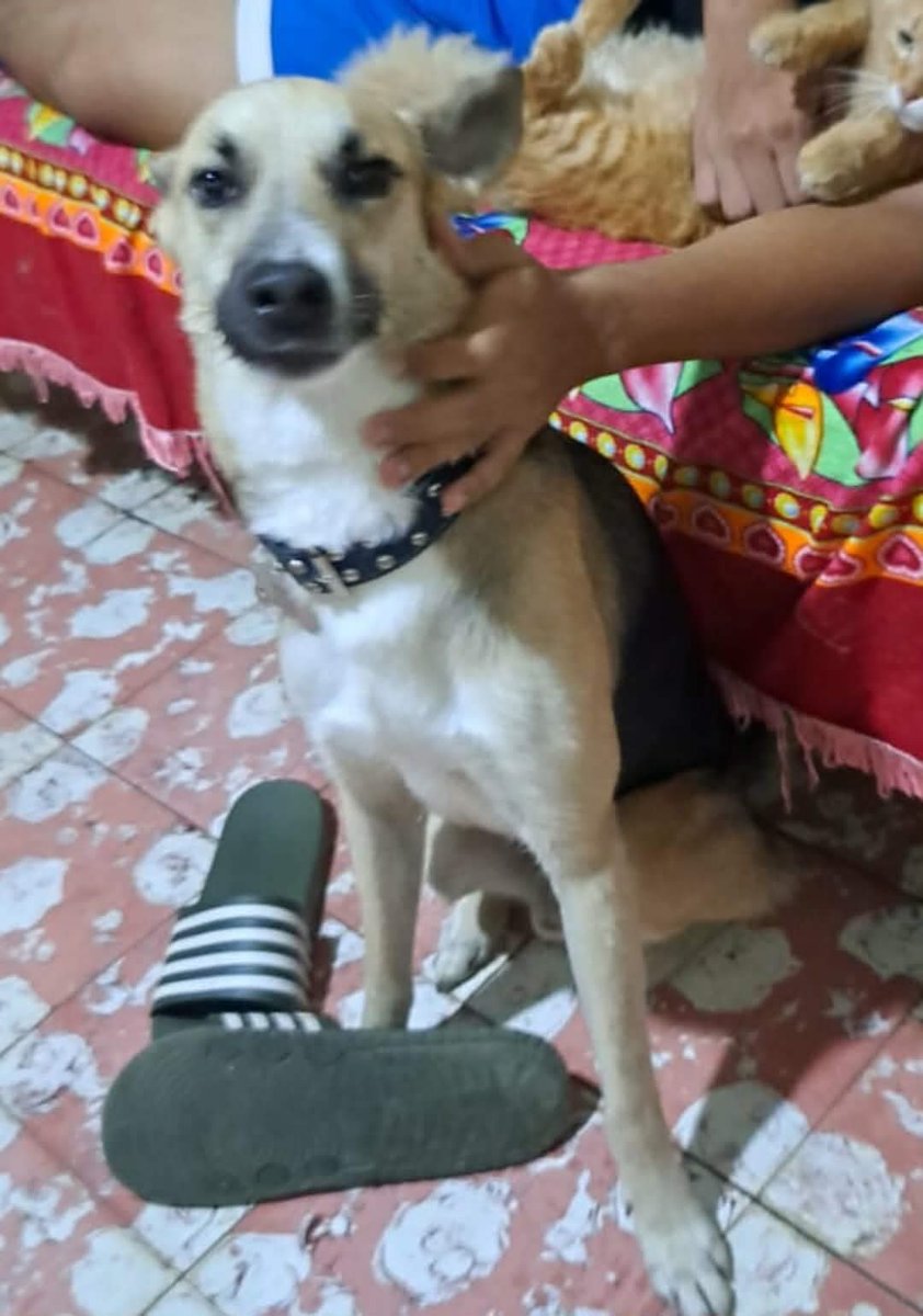 lyssitta's tweet photo. SERVICIO SOCIAL✅️
#SEBUSCA 📣 
#EXTRAVIADO ‼️

El es mi perrito se llama Zeta, se me perdio en la Colonia Trinidad en Ilopango el domingo 4 de octubre por la noche, tiene su plaquita de identificación con mi número de WhatsApp 6045-6844
Tambien pueden llamarme al 64425495 https://t.co/3cCrziW3dU