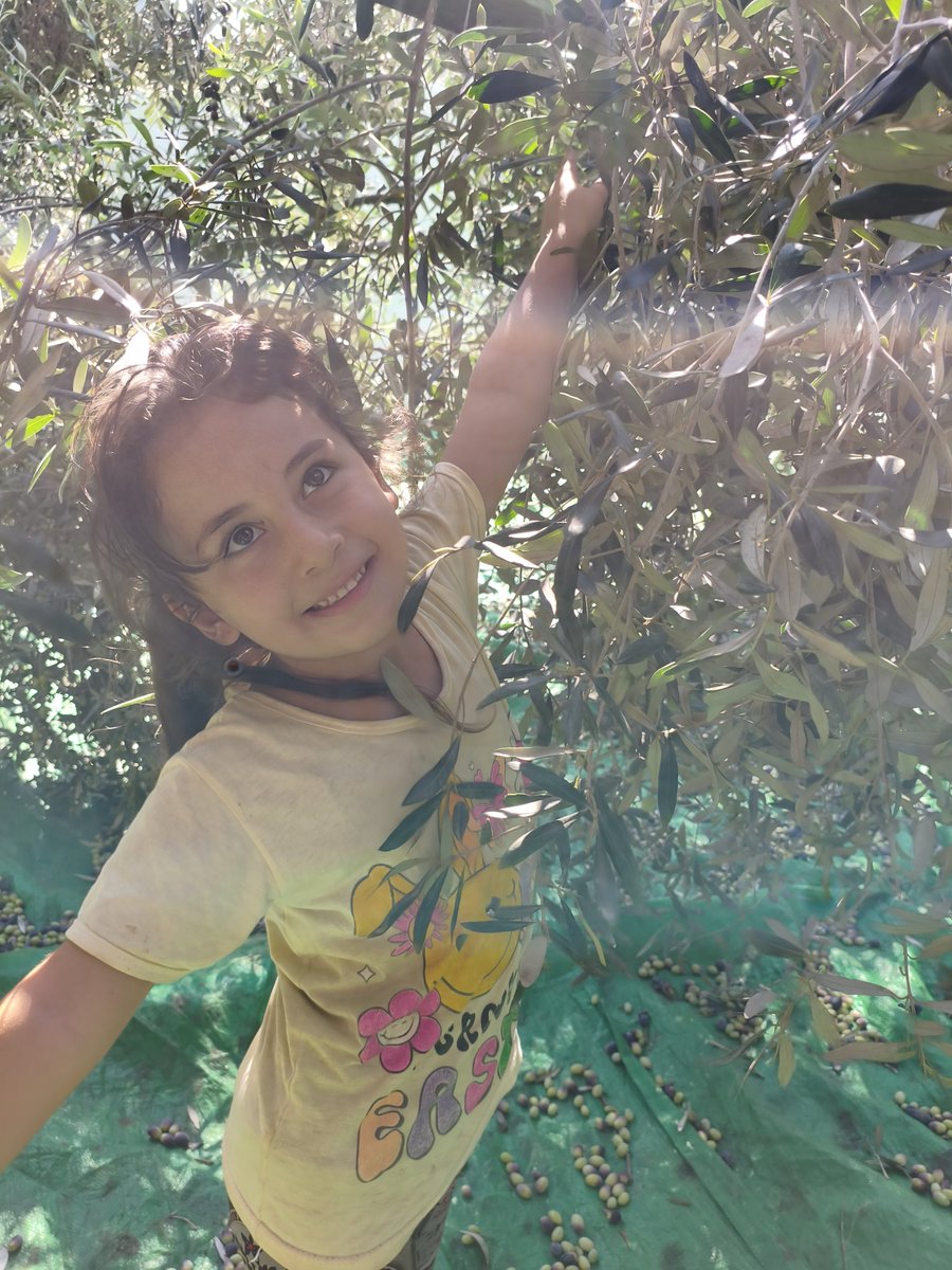 PalPress24's tweet photo. My daughter Layan is taking part in the olive harvest today, just as Palestinian children have done generation after generation. 🫒🇵🇸

We teach our children that the olive tree is not just a tree it is Palestine. It is the land, the memory, and the roots that connect us to it.

We teach them that holding on to our land is not a passing choice, but a right that cannot be taken away, and that the roots of the olive tree run deeper than any attempt to uproot them.

Today, Layan is picking olives and learning that this land has people who carry it in their hearts, generation after generation.