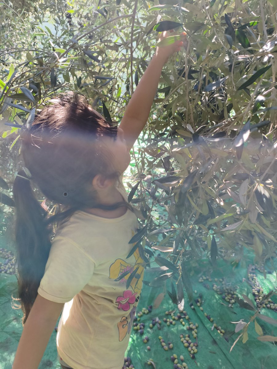 PalPress24's tweet photo. My daughter Layan is taking part in the olive harvest today, just as Palestinian children have done generation after generation. 🫒🇵🇸

We teach our children that the olive tree is not just a tree it is Palestine. It is the land, the memory, and the roots that connect us to it.

We teach them that holding on to our land is not a passing choice, but a right that cannot be taken away, and that the roots of the olive tree run deeper than any attempt to uproot them.

Today, Layan is picking olives and learning that this land has people who carry it in their hearts, generation after generation.