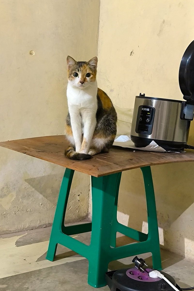 maryperhour's tweet photo. majikan sedang memantau babunya makan di lantai https://t.co/SEcRAvwxhY
