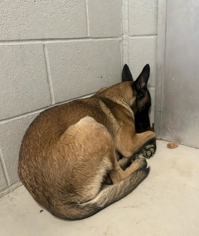 cashsmama08's tweet photo. 😭💔This picture of precious Melinda breaks my heart💔😭
Can anyone commit to adopting or rescuing her? She needs out now, it's her time!🙏🙏🙏
San Jacinto, Ca shelter 
see all of her info below👇 https://t.co/Y01mCGCFWf