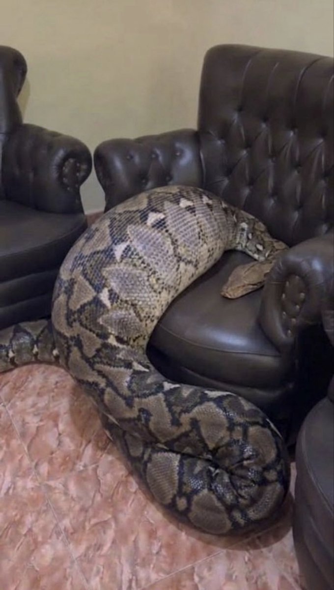 Xversionofme1's tweet photo. This Viral Video circulating online claims this little girl who was swallowed by a  Huge Rattle snake after several minutes seen playing with it Reminding Parents not to Pet any wild animals no matter how familiar they are with it 😭😭💔This little Girl’s life was gone in vain😭 https://t.co/60bZ6OD7VY