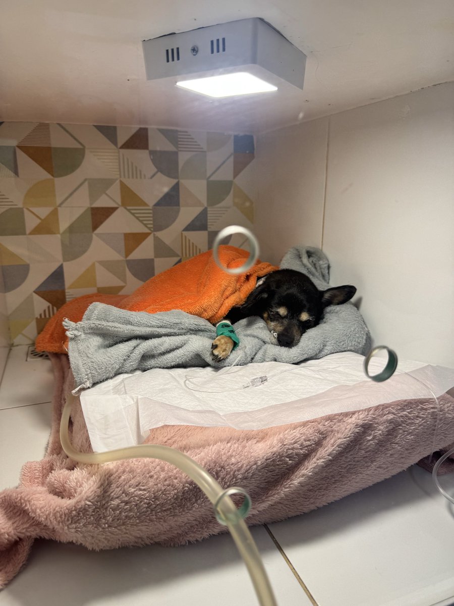 otimismocruel's tweet photo. 5/10/2026
23:43
bateu pela última vez o coração do amor da minha vida https://t.co/tcgZ1zr90e