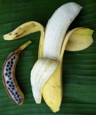 ophoelia's tweet photo. talking about getting work done as a banana stan is so hypocritical because this is what banana looked like without vs with human domestication https://t.co/DKmFgl3aGZ