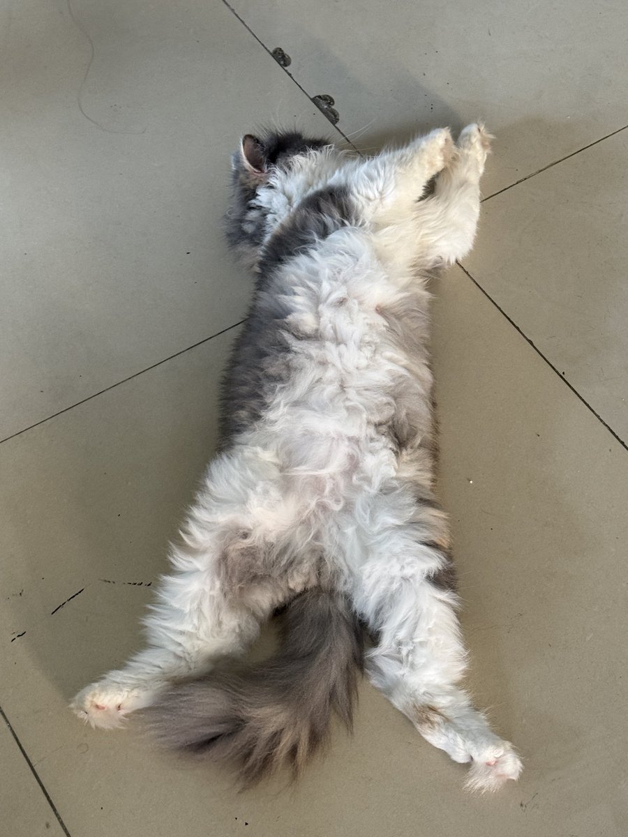 HanaGDash's tweet photo. @BachThienVanDL Time to sleep zzzz https://t.co/Iv6bfahyVb