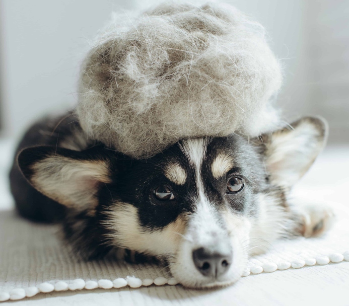 DogsBestLife's tweet photo. Why your dog is ‘blowing coat’ this fall (and how to handle it) https://t.co/Y57RQmMq0K https://t.co/xKN3FaT2De