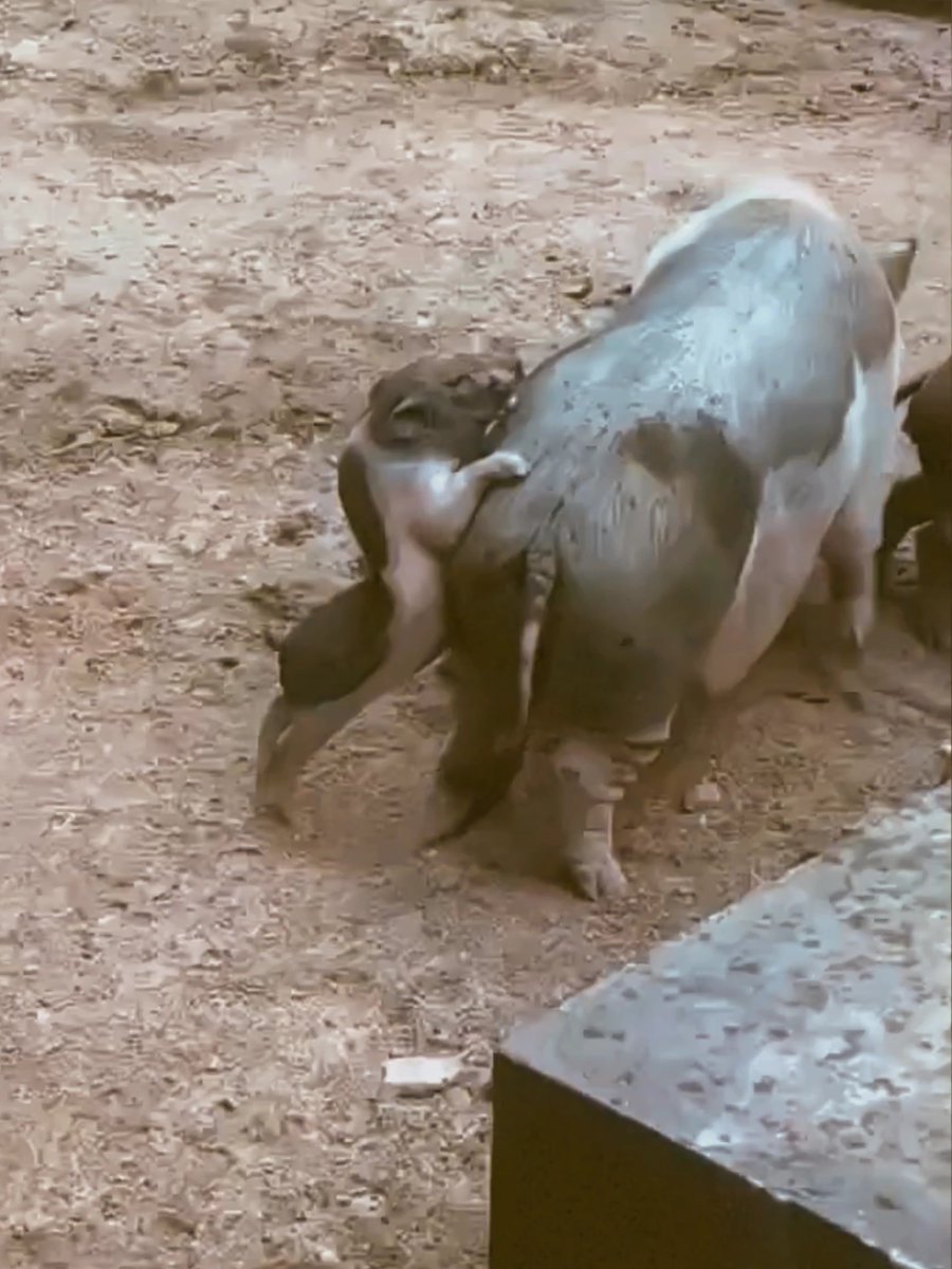 A blurry, low-quality video still showing a person struggling with or wrestling a large pig on a dirt surface.