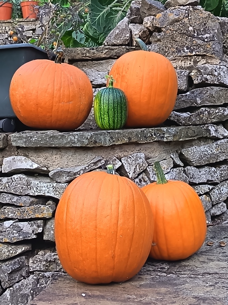 ProfBillMcGuire's tweet photo. All set for Halloween 😄 https://t.co/LWZH4aEQ8i