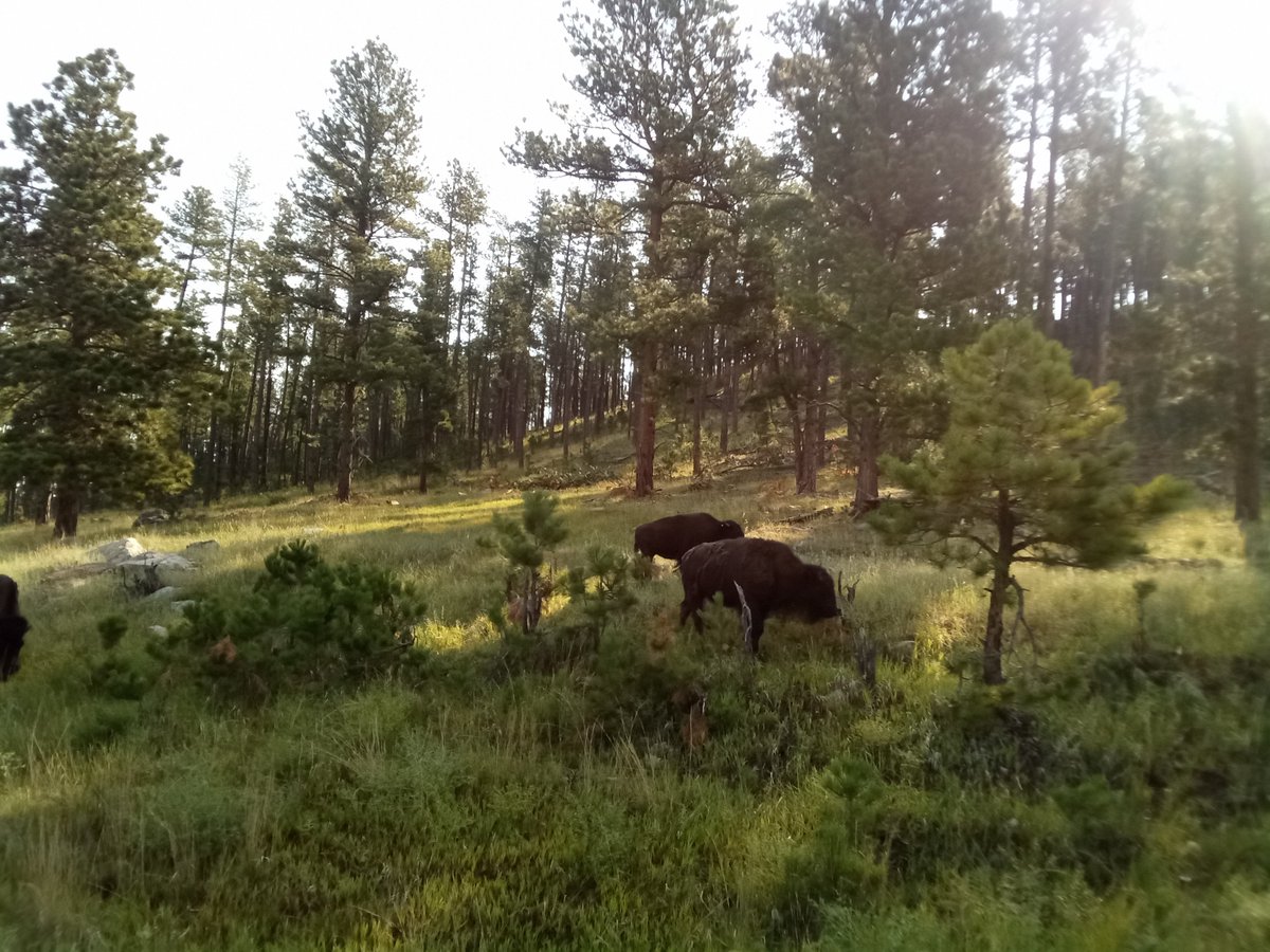 ChrisBarlo5s2f's tweet photo. See bison from the distance...very cool to see! https://t.co/1ra04IvlaU