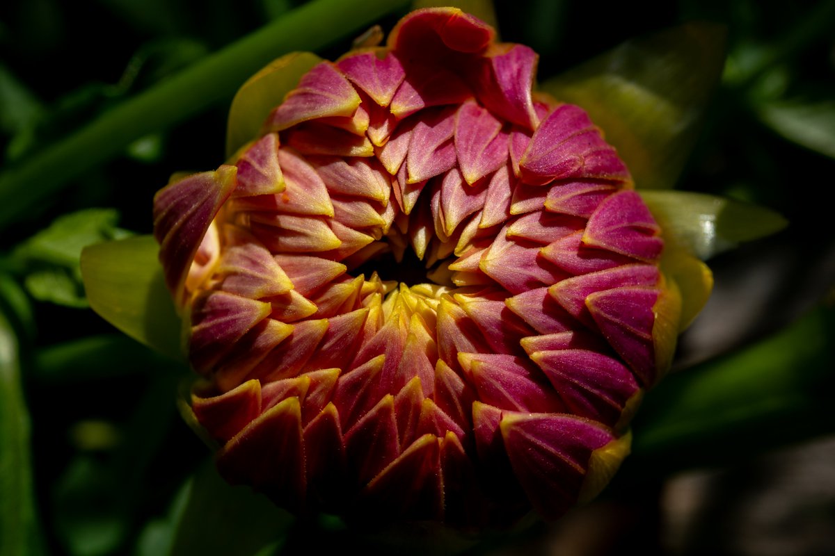 XmxHowes's tweet photo. Check out my Flower photos available here https://t.co/nNrmhHmD6h
#wallartforsale #wallart #gifts #giftideas #macrophotography #flower #flowers #GwynethDahlia #closeup #Dahlia #dahlias #macroFlower #bud #bloom #flora #floralart #art #homedecor https://t.co/eWvsSw46x6