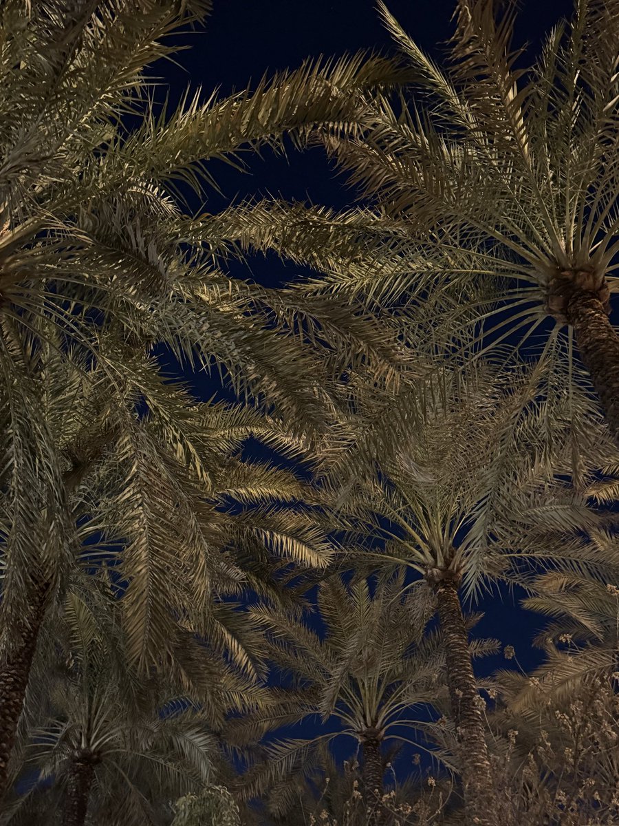 afa_f12's tweet photo. دايم يذكرني النخيل
غير الطفولة والرياض 
❤️🌴❤️ https://t.co/Z3d23dWzre