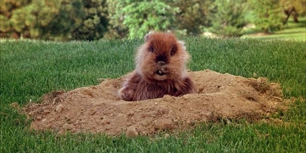 dictionarypod's tweet photo. The majestic #gopher. Ruining golfer’s lives since 1980. 

#wordoftheday #dictionary #wordnerd #edutainment @spejampar https://t.co/i9XoyaQUgA