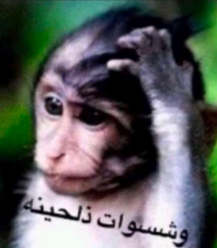 8rlfs's tweet photo. والله اليوم الكل قاعد يقولي ملحد عشاني منمص https://t.co/TIVD9J7Uic