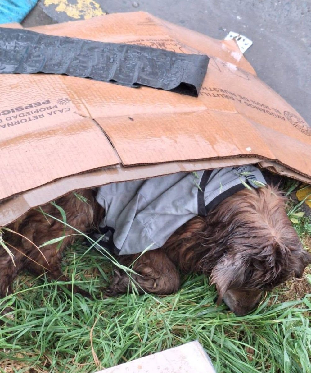 eltuitdemarsh's tweet photo. Este(a) perrito(a) se encuentra, desde ayer, frente a Argentina 9445 en la comuna de La Cisterna. Favor RT por si alguna familia u organización puede ayudarlo(a)!
#LaCisterna https://t.co/3ZeSRguMOr