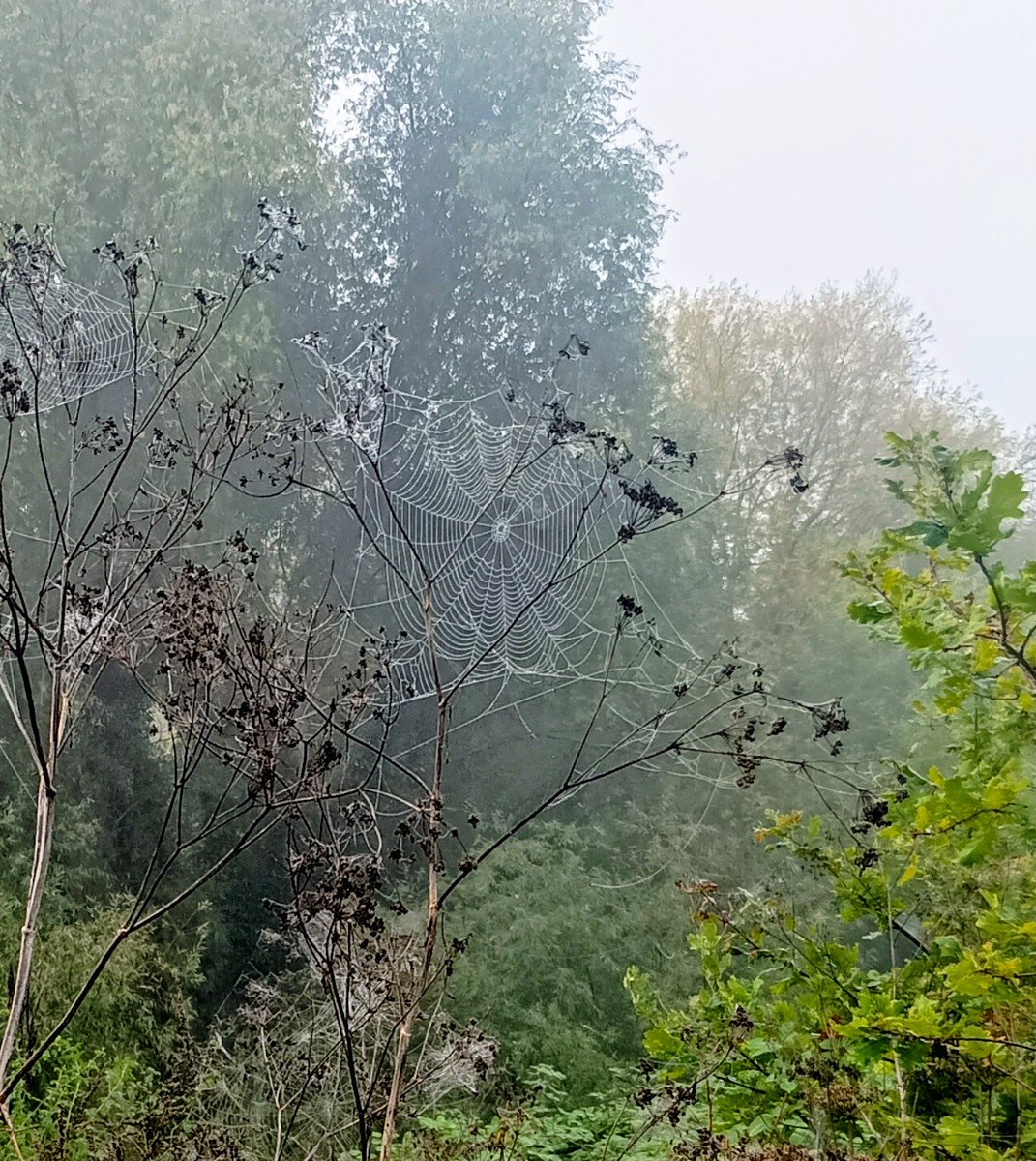 Lisabanksmann's tweet photo. Actually felt like autumn this morning https://t.co/22BUfxgy3d