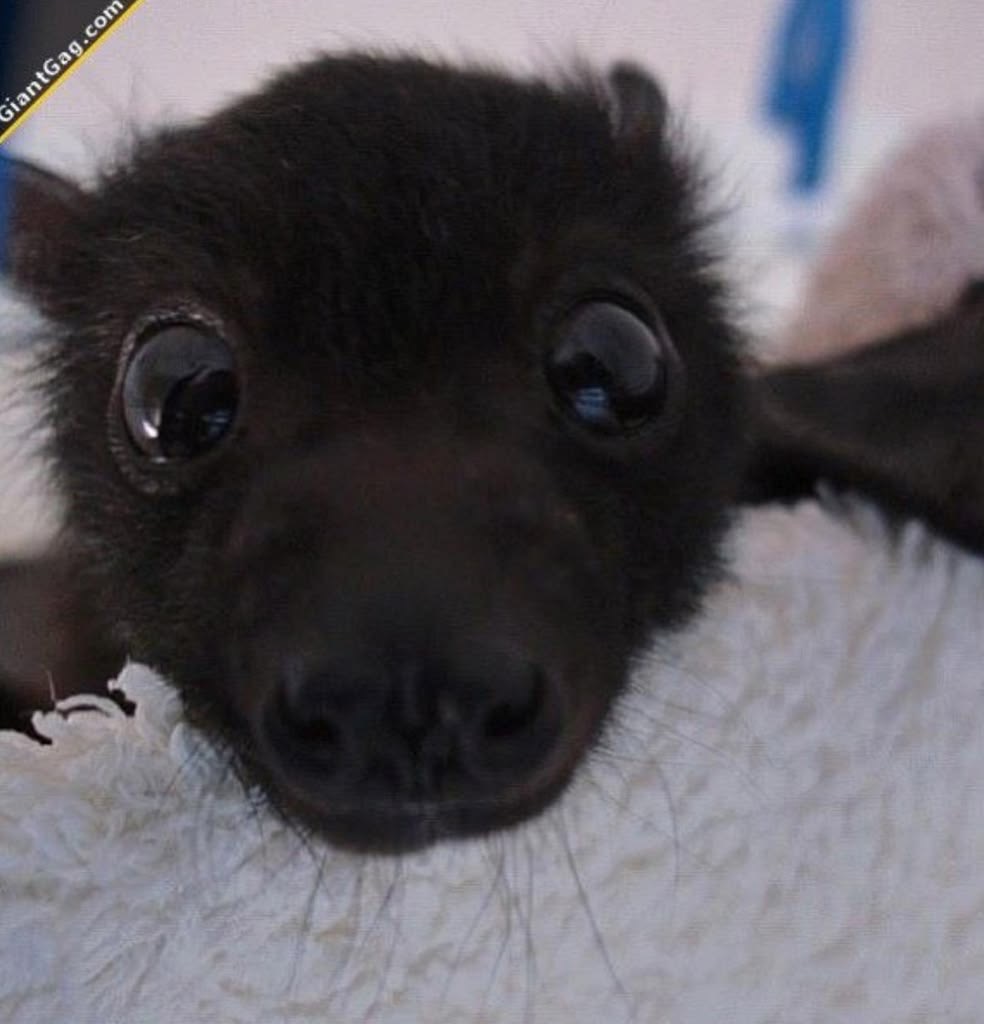 battwting's tweet photo. just hired myself to stare at you https://t.co/WT3BhZGf93