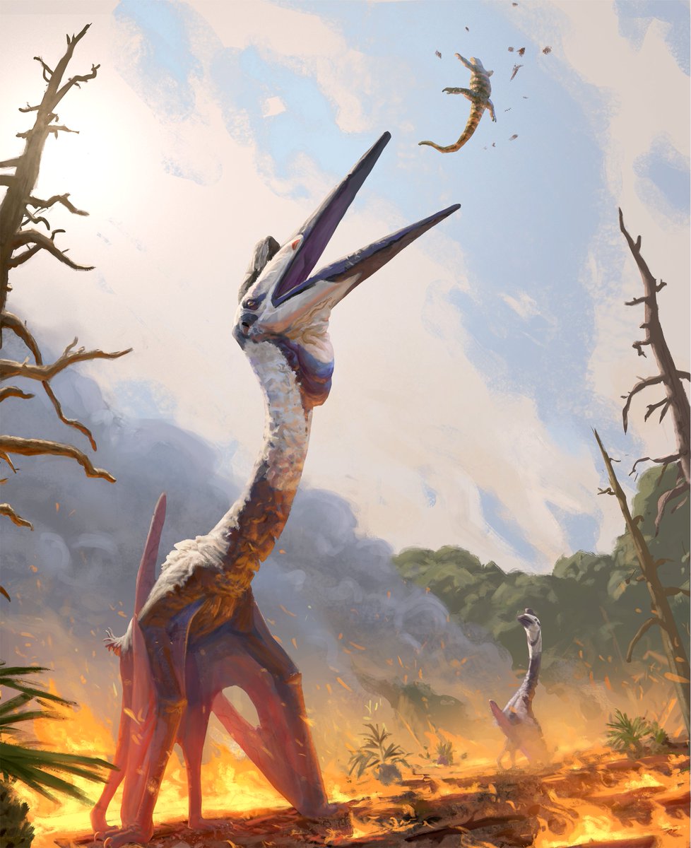 dhruvfranklin's tweet photo. "Out of the Frying Pan"

Texas, 65 million years ago. Dry conditions turn the once lush woodlands into a matchbox. While most denizens flee the advancing flames, opportunists like these Quetzalcoatlus northropi seek out the inferno, picking off any too slow to escape the blaze. https://t.co/FYoOMDt7HB
