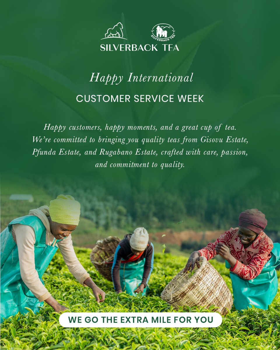 SilverbackTea's tweet photo. Happy International Customer Service Week!

We’re committed to bringing you quality teas from Gisovu Estate, Pfunda Estate, and Rugabano Estate, crafted with care, passion, and commitment to quality.

Your trust inspires us to go the extra mile.

#CustomerServiceWeek https://t.co/bkEV6snOAs