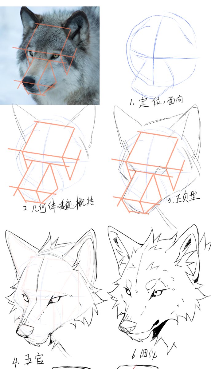 wolfbin30's tweet photo. A wolf head study in my style https://t.co/lfROoA2Q1B