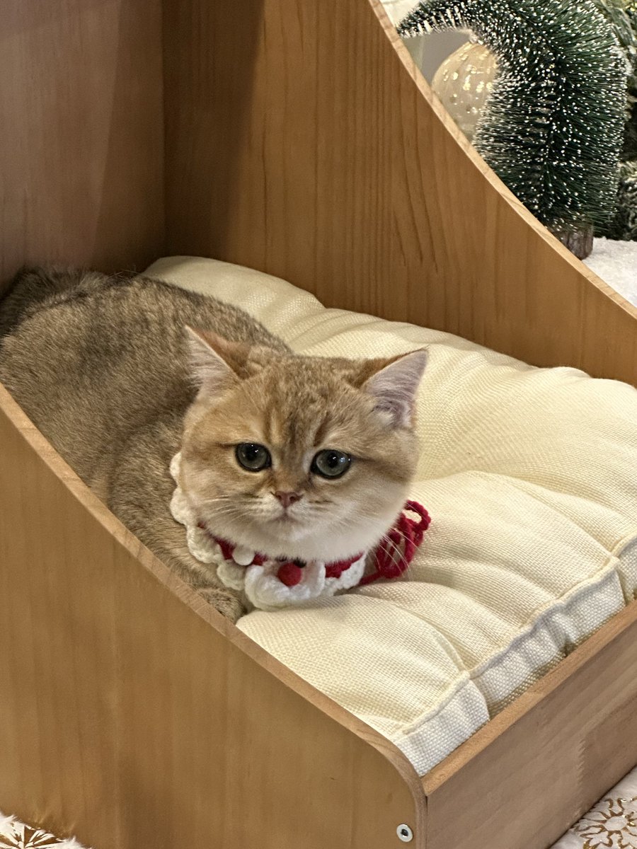 AnBENdersen's tweet photo. 🐱🐶 https://t.co/uP0YaCVPjG