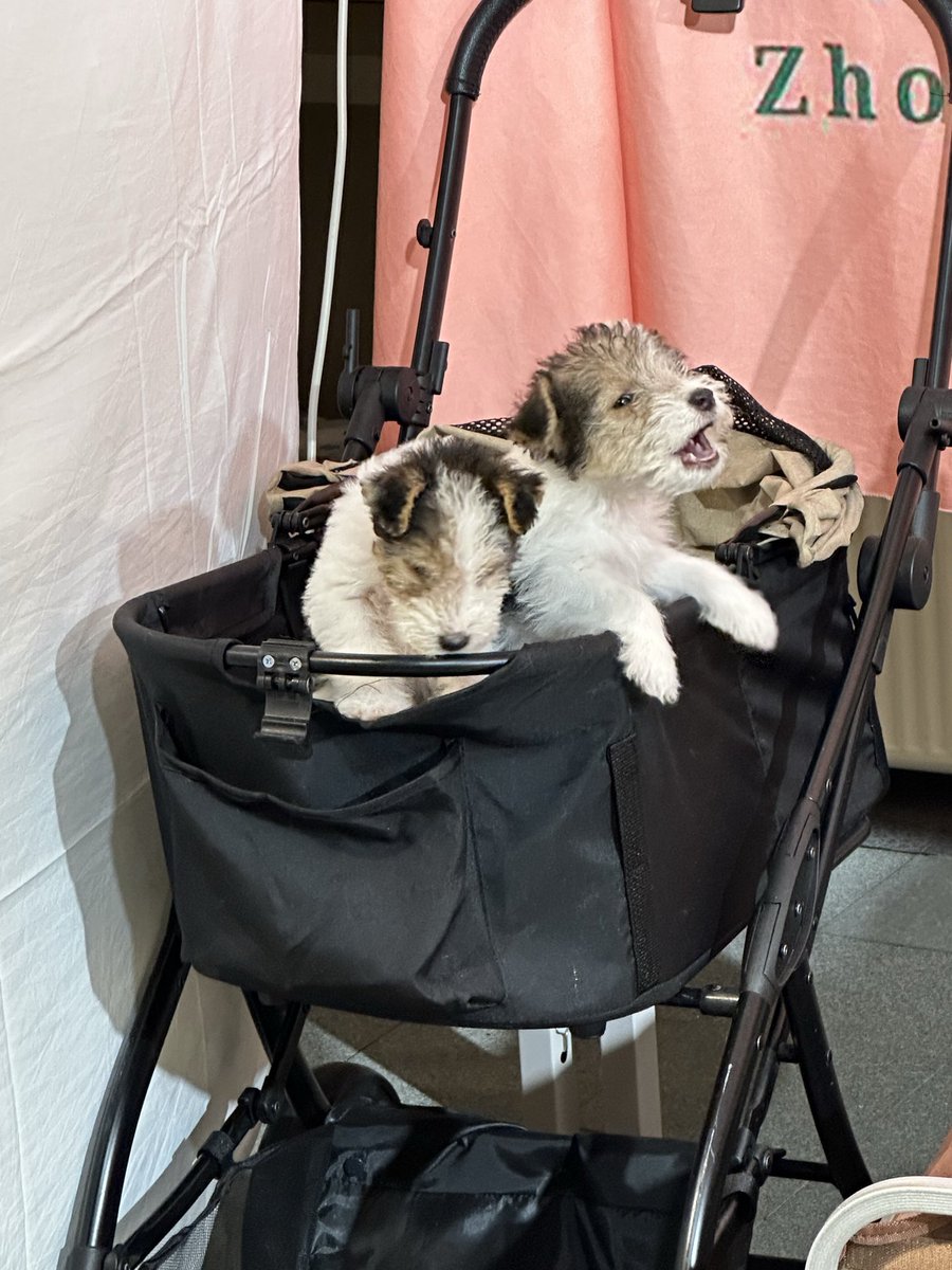 AnBENdersen's tweet photo. 🐱🐶 https://t.co/uP0YaCVPjG