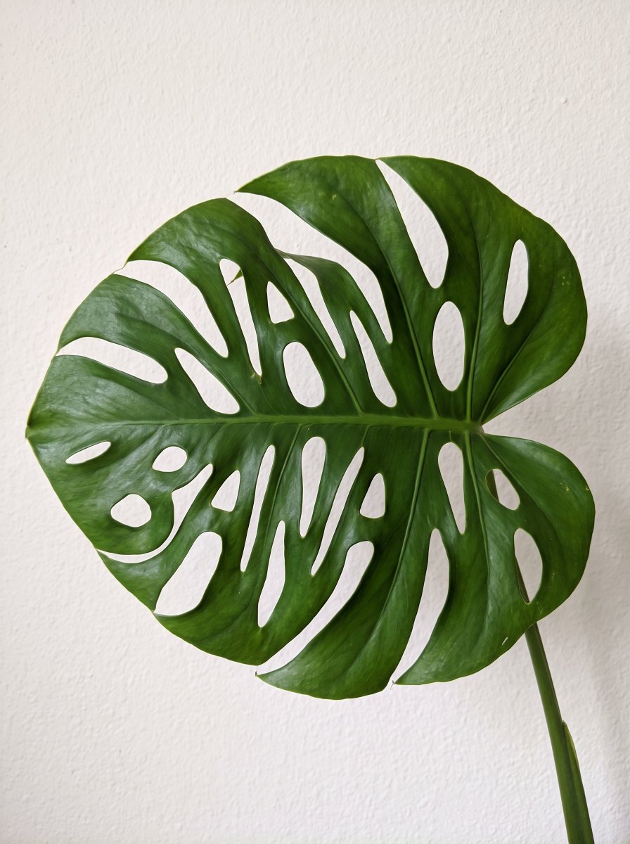 fofrAI's tweet photo. NB 2.1 nails this prompt:

> A photo of a monstera leaf against a simple backdrop, cleverly and organically appearing within the natural gaps of the leaf are the words Nano Banana https://t.co/jGi85v1gYt