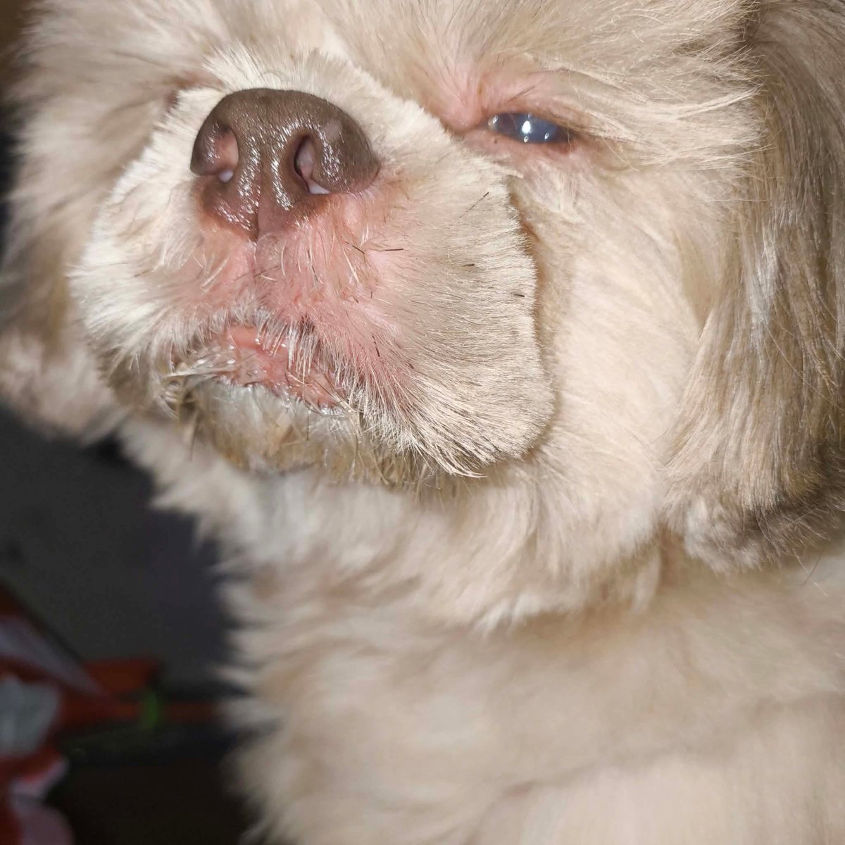 no_m0ral's tweet photo. my dog    bru 😭😭😭 https://t.co/qfCnfcPf8A