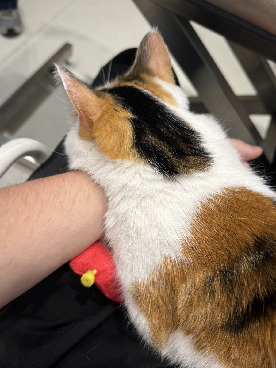 Spadur_LoL's tweet photo. Repose en paix Iki

T’as vraiment été le meilleur chat de l’univers, t’es plus en souffrance maintenant… ❤️

27/07/2018 - 06/10/2026 🕊️ https://t.co/rOWc4k5Liv