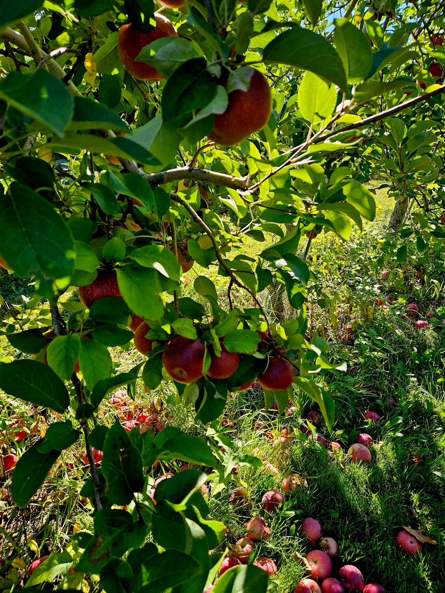 HutchisonLmhc's tweet photo. How do you like them apples? ๐ #applepicking #massachusetts https://t.co/Lyw0NzyKvh