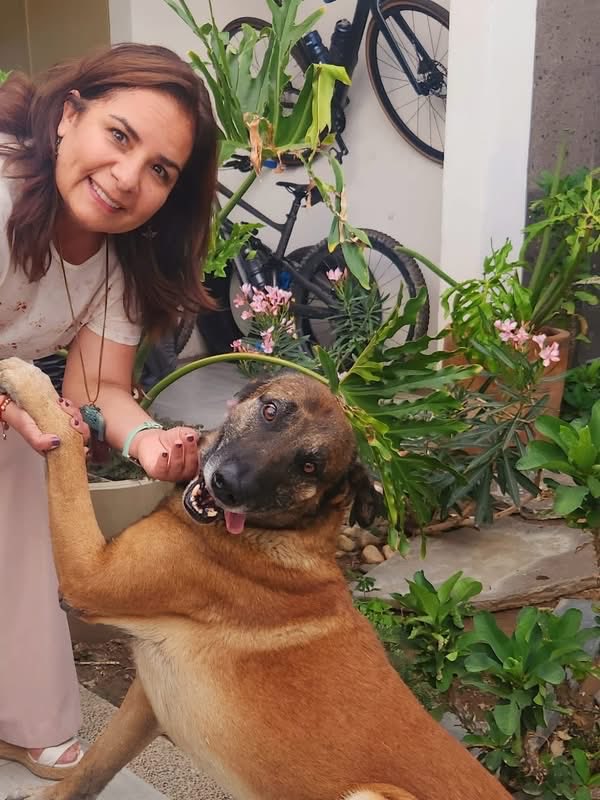 BetyManrique's tweet photo. 🐾 Mi corazón siempre ha estado con ellos 🐶, por eso un estado que respeta y protege la vida en todas sus formas avanza.

El #CentroSintiente representará un gran paso para fortalecer la protección y bienestar de los seres sintientes. ¡Enhorabuena gobernador @armentapuebla_! 💚 https://t.co/Y1IDpHkR51