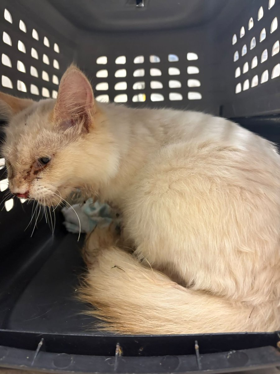 cobbkitties's tweet photo. 🆘🆘🆘RESCUE & PLEDGES NEEDED🆘🆘🆘
Broken jaw from hit by car! Cobb thinks he is a senior. Can anyone help him? He needs rescue ASAP.
NAME:
COMBO STATUS: FIV/FeLV negative
AGE: senior
SEX: male
ID: 23160
CAGE: 687
IN SHELTER SINCE:
ADOPTION or RESCUE… https://t.co/9OlDPMt83R https://t.co/3oEzyExz7j