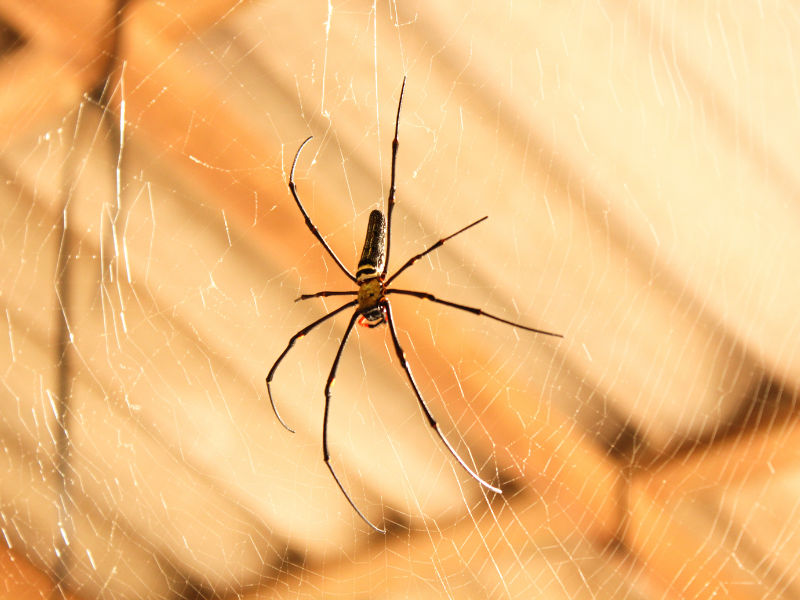 EffectivePest tweet picture