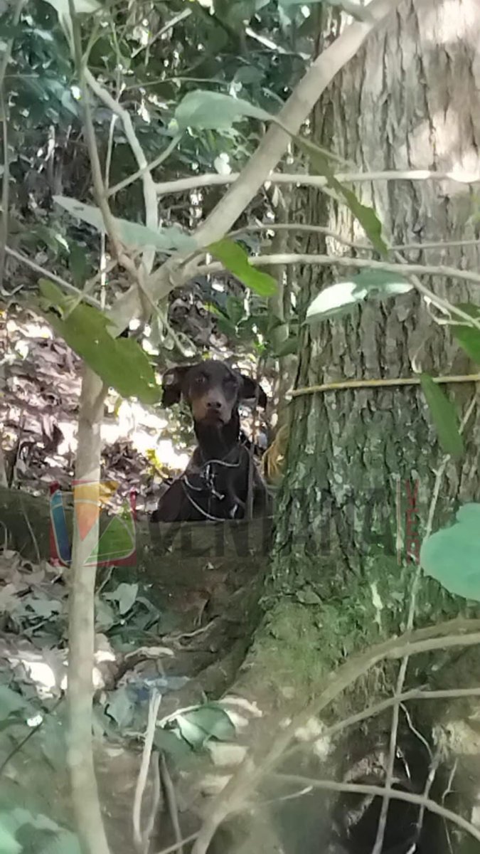 Ventanavermx's tweet photo. #Rescatan a «#Emilio», perro víctima de crueldad animal en #Teocelo
Nota: https://t.co/x3YMBGtgJk https://t.co/IVrPA46d7j