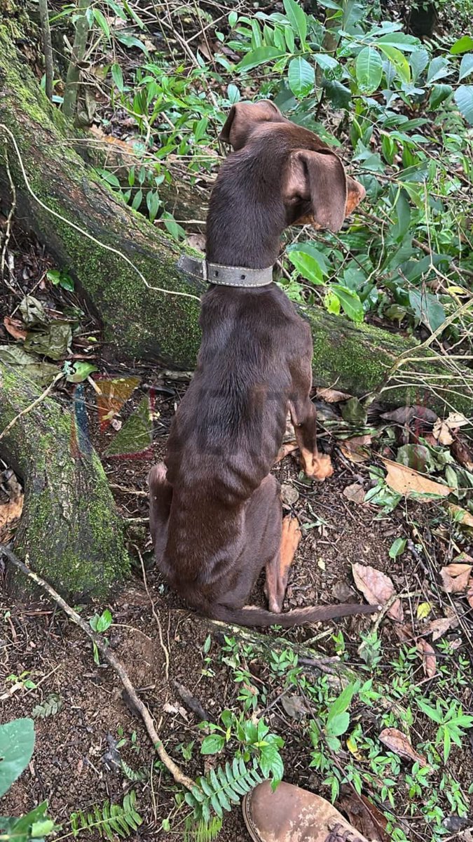 Ventanavermx's tweet photo. #Rescatan a «#Emilio», perro víctima de crueldad animal en #Teocelo
Nota: https://t.co/x3YMBGtgJk https://t.co/IVrPA46d7j